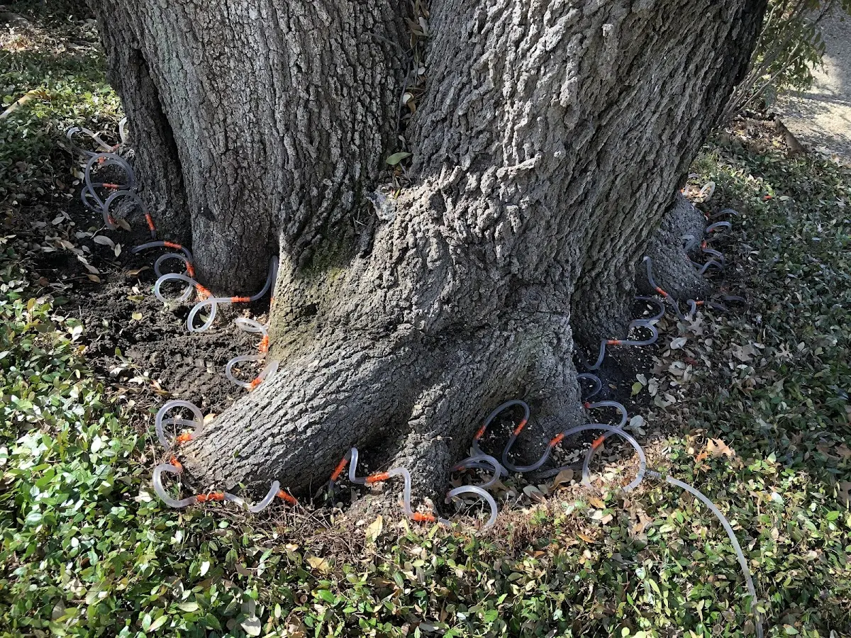 Detailed Tree Cabling and Bracing job site in Parachute
