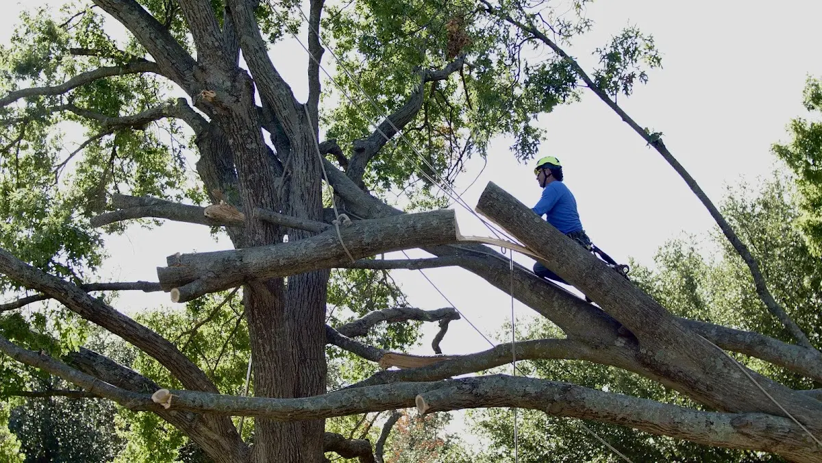 Professional Crown Thinning performed by certified arborists in Parachute